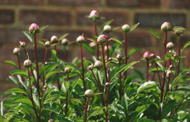 Peony buds