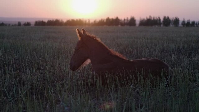 Foal is lying on green grassland