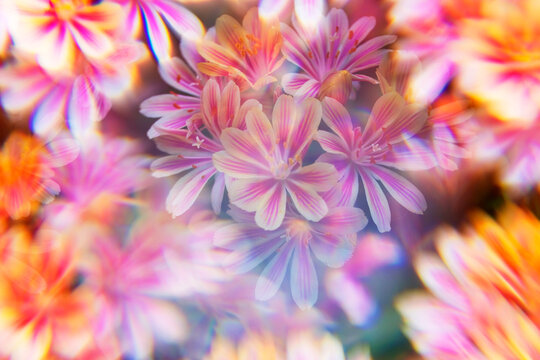 Yellow/pink Lewisia, abstract