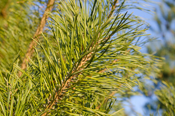 close up of pine needles
