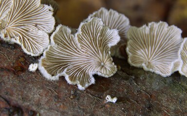 Schizophyllum commune - rozszczepka pospolita - ukochany grzyb fotografów :) - Trójmiejski Park Krajobrazowy
- 392315756