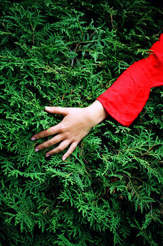 hand on the tree