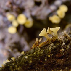 Hymenoscyphus calyculus - pucharek kielichowaty - grzyb na próchniejącym drewnie - Trójmiejski Park Krajobrazowy
- 392315907
