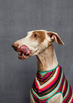 A dog dressed in a very colorful suit while it's licking itself.