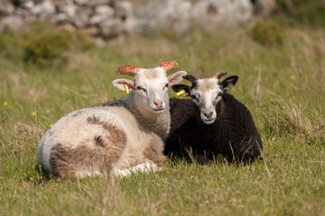 Black and white sheep. The Gute (Gutefår) is a landrace-based breed of domestic sheep native to the Swedish island of Gotland