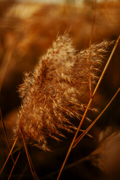 Sea oat plant blowing in the wind.