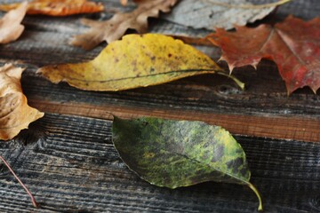 Wooden background with autumn leaves close up 