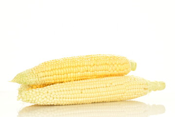 Ripe ears of corn, close-up, on a white background.