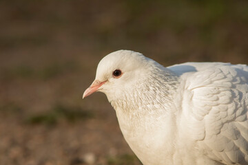 Beautiful white  domestic pigeon (Columba livia domestica)