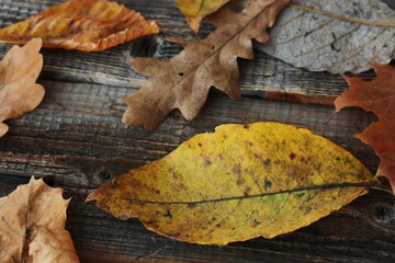 Wooden background with autumn leaves close up 
