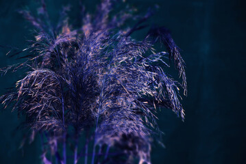 Dark blue background with silver Bulrush bouquet.  Template with copy space for your creativity.