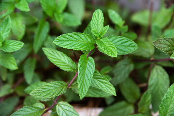 Ripresa ravvicinata di piantine di menta fresca