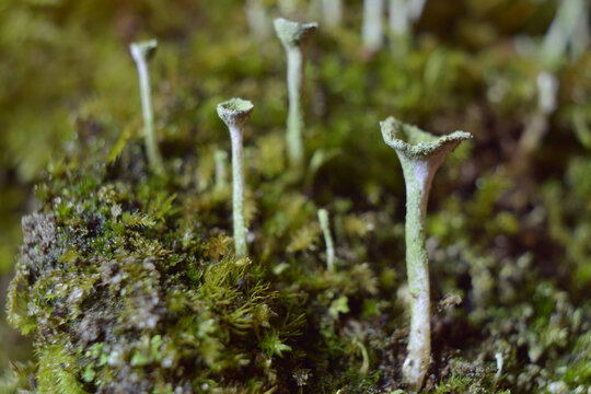 Cladonia sp. - Porosty w listopadzie - Tr&oacute;jmiejski Park Krajobrazowy									
