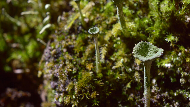 Cladonia sp. - Porosty w listopadzie - Tr&oacute;jmiejski Park Krajobrazowy
