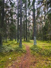 Fototapeta premium evening sunlight in the forest, fir trees and pine trees