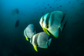 Bat fish