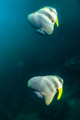 Naklejka premium Bat fish
