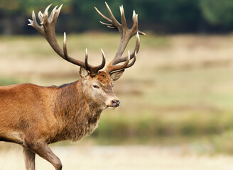Close up of a Red Deer in autumn