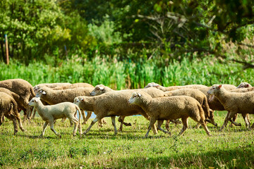 Fototapeta premium Sheep on a green lawn. Carpathian Mountains. Summer