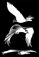 Vector set of eagles isolated on black background, bird , illustration