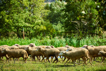 Obraz premium Sheep on a green lawn. Carpathian Mountains. Summer