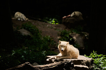 Hudson Bay Wolf, Canis lupus hudsonicus, a subspecies of gray wolf native to northern Keewatin, at the northwestern coast of Hudson Bay in Canada. Lying in warm sunlight at Zoo Osnabrueck, Germany