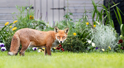 Close up of a red fox standing near a garden shed in summer