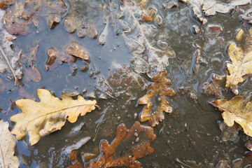 Fallen oak leaves are brown in a puddle and liquid mud. Autumn