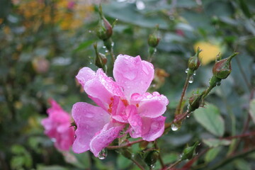 Open rosehip flower, wild rose in crimson raindrops close-up