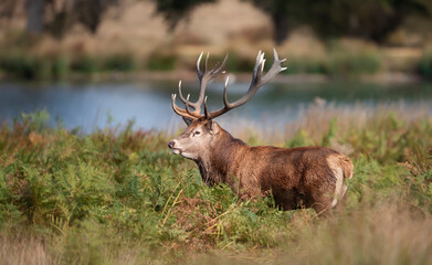 Naklejka na ściany i meble Close up of a Red Deer standing near a pond