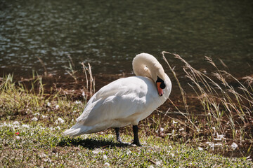 A White swans on a lake in winter in Thailand