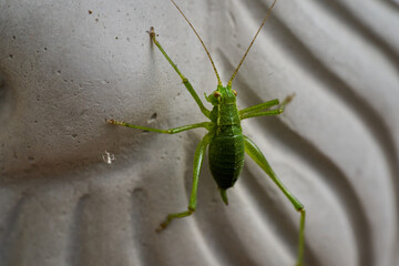 Green Grashopper, Tettigonia viridissima, the great green bush-cricket, sitting on a white wall