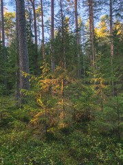 evening sunlight in the forest, fir trees and pine trees