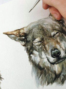 A Wolfdog