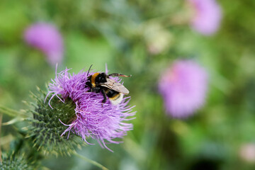 Bombus terrestris, Bumblebee sitting on a violet blossom of a thistle and feeding on Nectar with pollen on its back  