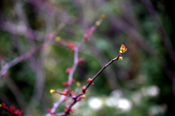 Spring is coming, twig with bud and blurred background