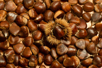 autumn details. chestnuts with shell