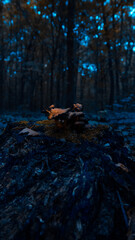mushroom in the forest