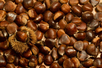 autumn details. chestnuts with shell