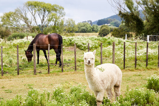White Alpacas and Horse