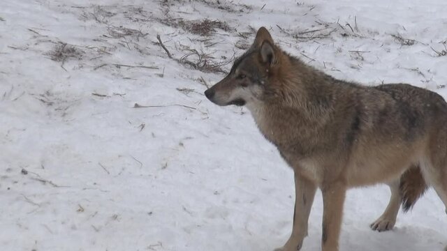 Wolves in winter, the behavior of isolated wolves in the forest, videos shot with video denoiser