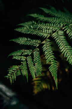 Green plant: fern.