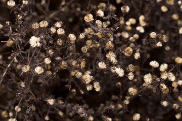 texture, abstraction, nature, stone, macro, background, white, dry, pattern, brown, black, warm, plant, close-up, soft, nature, natural, flowers, decoration, autumn, winter, calm, beautiful, light