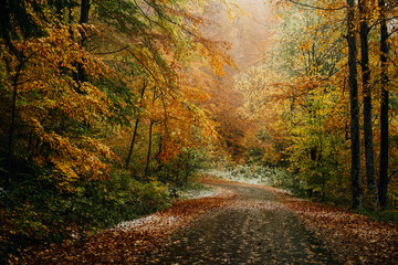 Fototapeta premium road in autumn forest