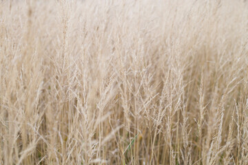 field, wheat, background, abstract, agriculture, nature, crop, grain, grass, plant, yellow, cereal, farm, harvest, summer, gray, food, seed, ripe, corn, straw, rural, bread, texture, growth, barley