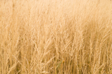 field, wheat, background, abstract, agriculture, nature, crop, grain, grass, plant, yellow, cereal, farm, harvest, summer, Golden, food, seed, ripe, corn, straw, rural, bread, texture, growth, barley