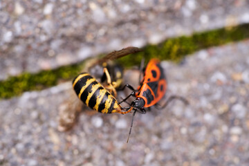 Vespula germanica, European wasp, German wasp, or German yellowjacket is feeding on Pyrrhocoris...