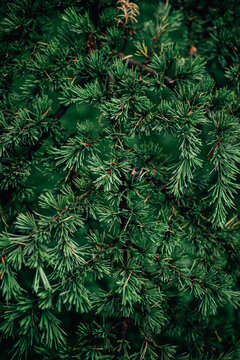 Green plant: cedar tree.
