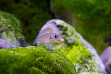 Xenotilapia bathyphilus 'yellow spec' in the display aquarium. Beautiful tanganyika sand cichlid. 