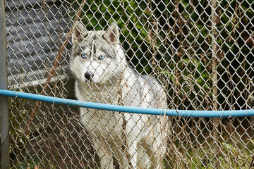 wolf or dog in the cage